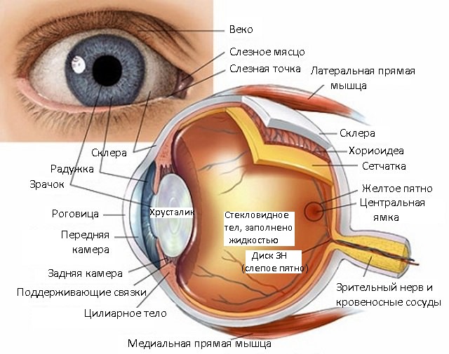 Строение глаза – Сахалинский центр микрохирургии глаза