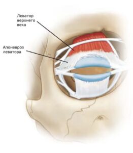 Апоневроз леватора
